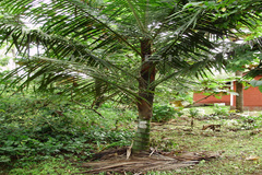 Dypsis leptocheilos